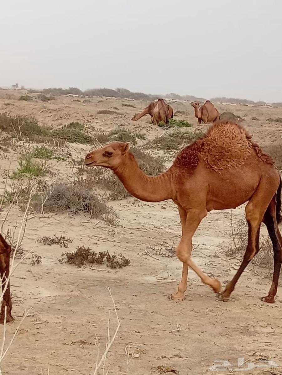 حاشي بلدي للبيع64373861373059110