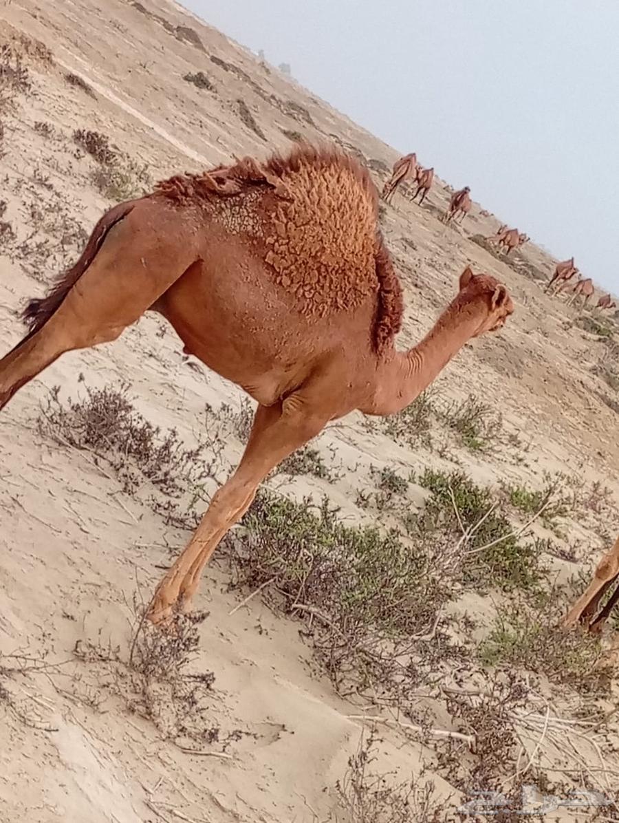 حاشي بلدي للبيع64373861373059111