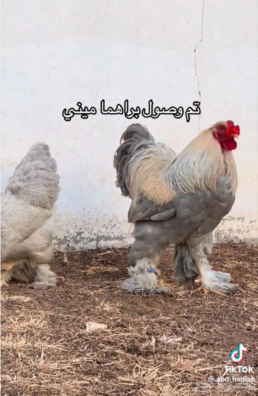 Brahma Mini External (Imported) and Production64374685627523110