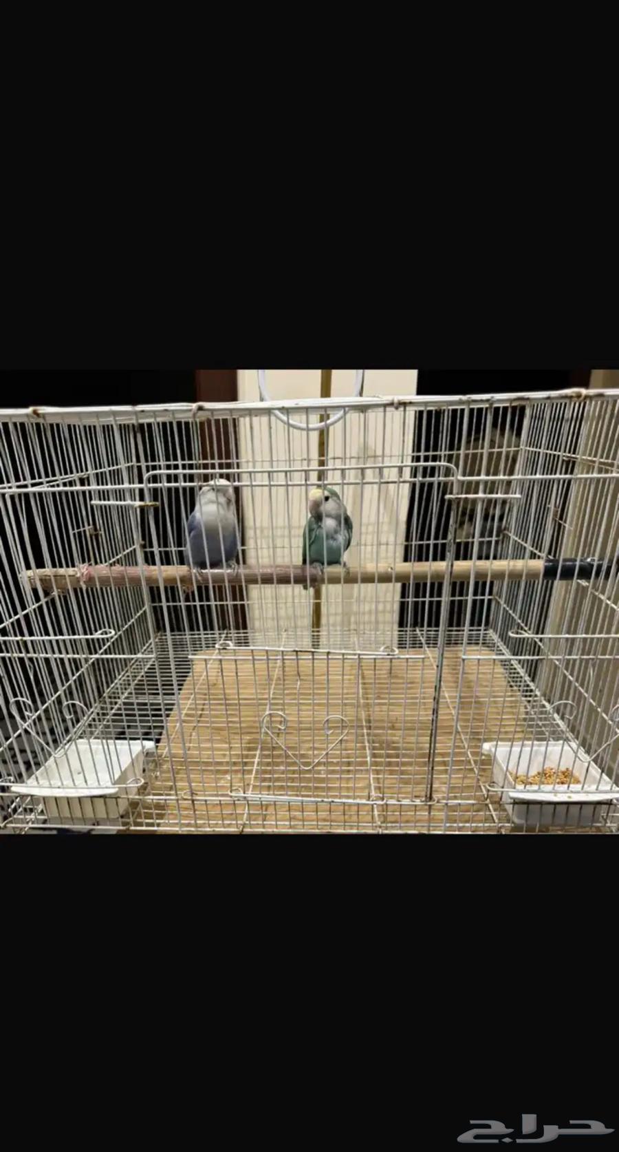 My daily pair64374349157506114