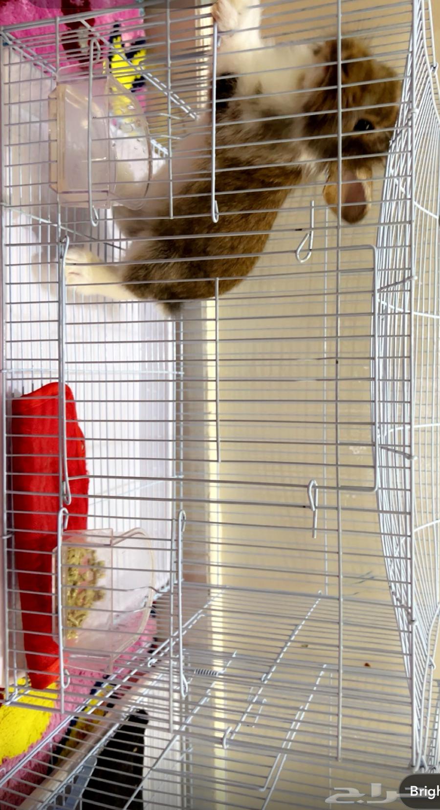 ارانب للبيع 3 ب 150 مع الاكل مجانا64366380716291112