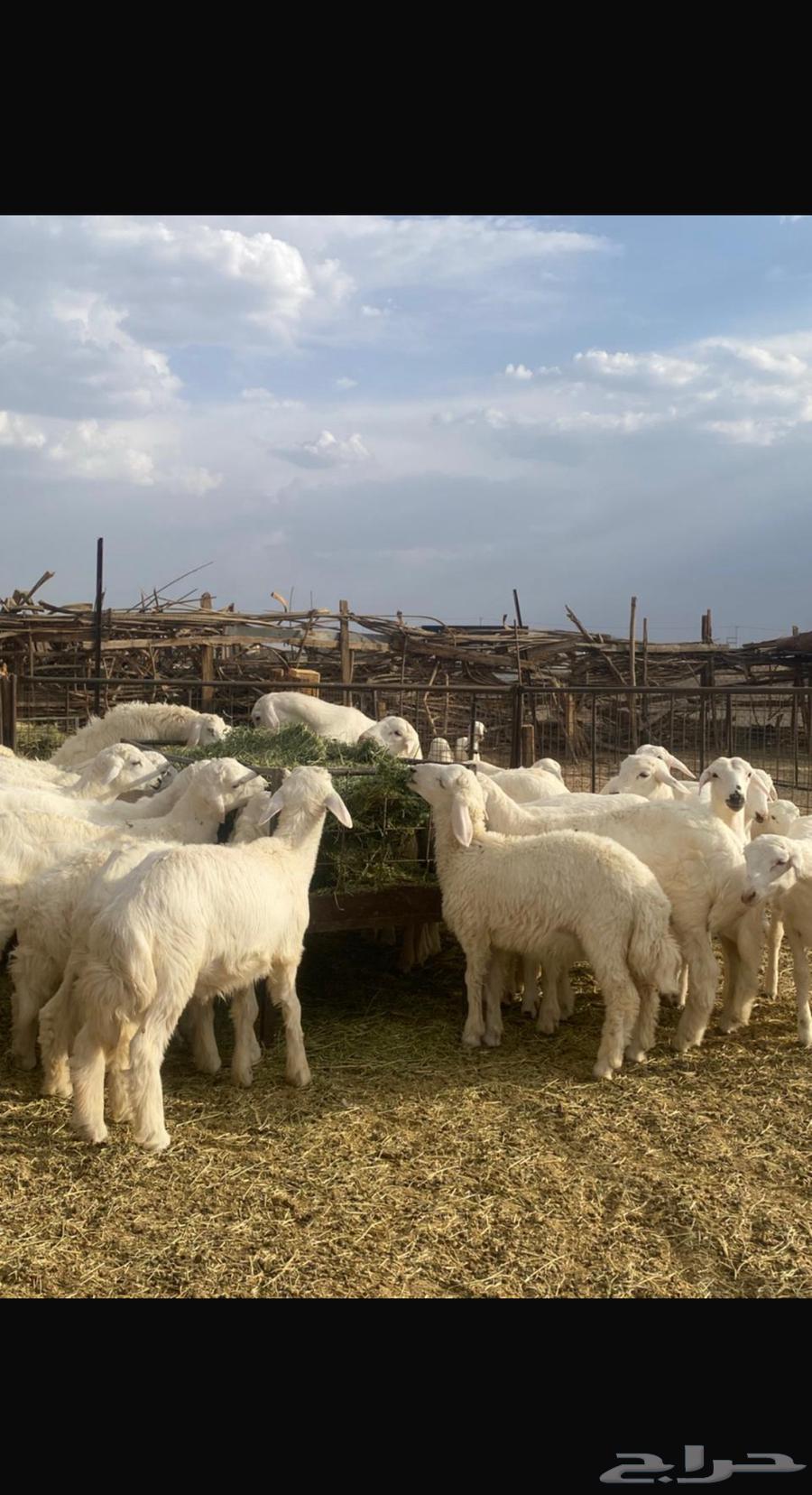 بهم حري للبيع64373388521217112