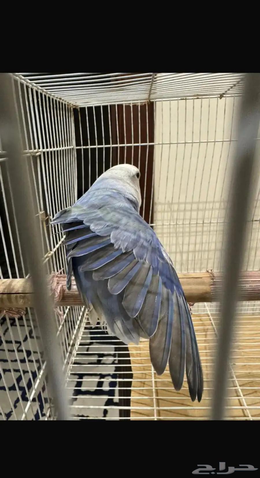 My daily pair64374349157506112