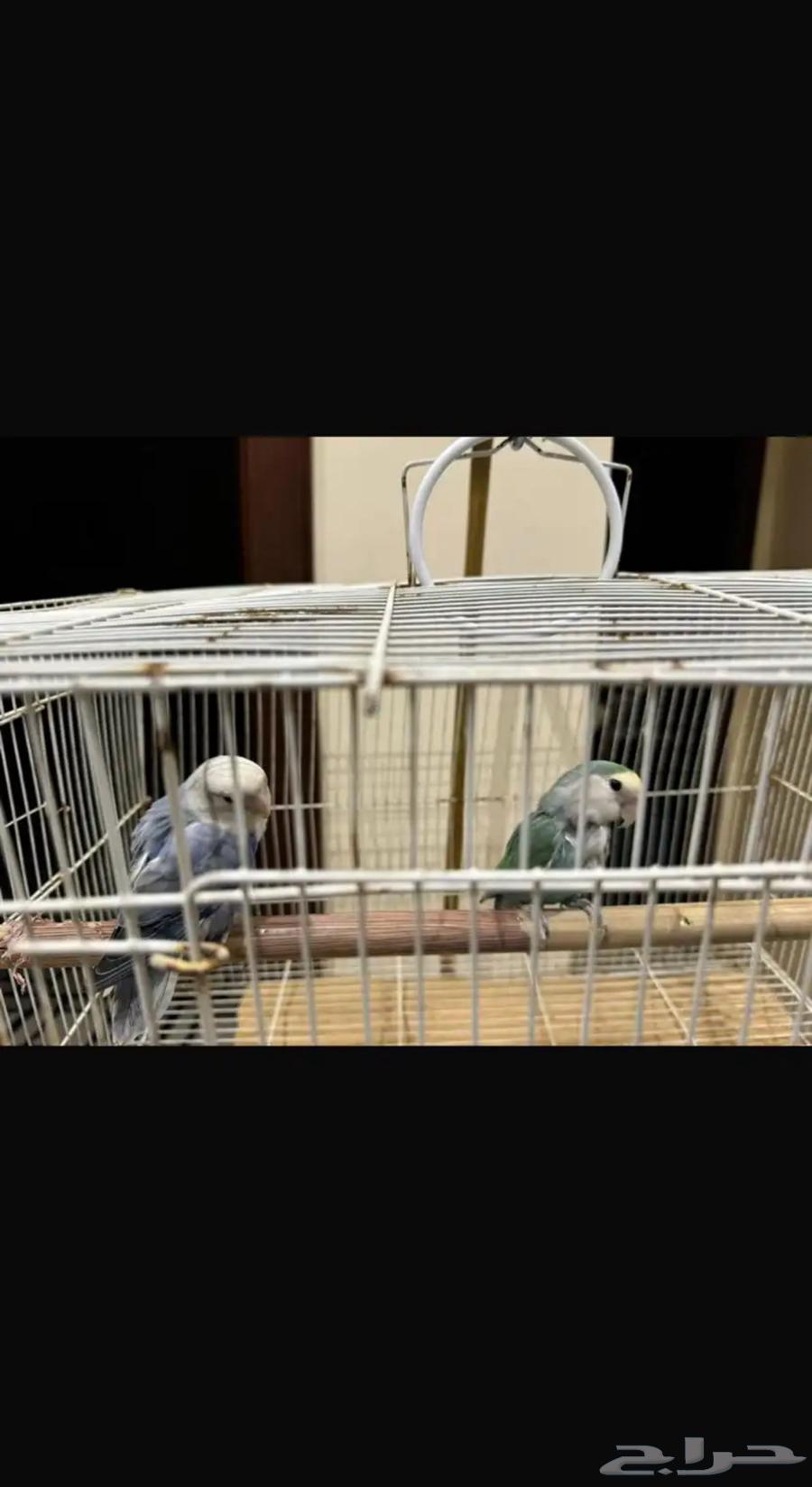 My daily pair64374349157506113