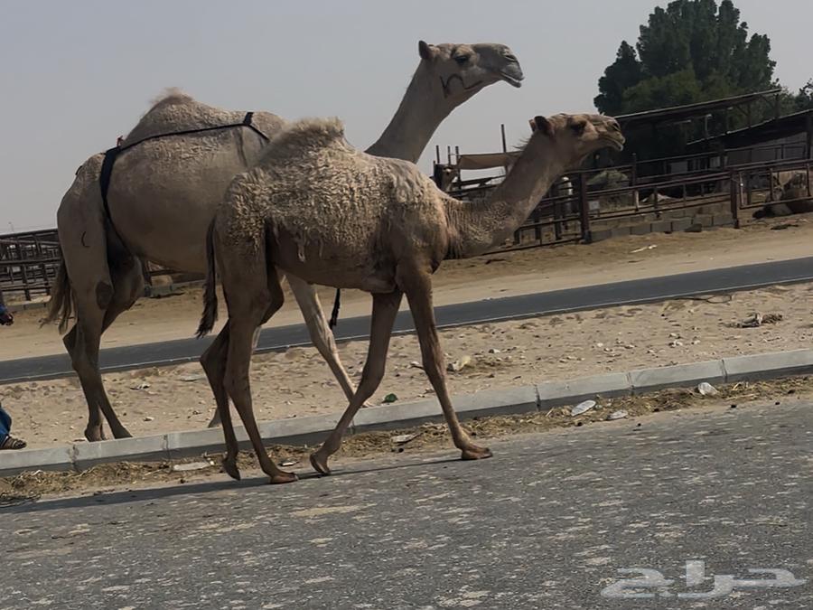 Ashra64372419868675111