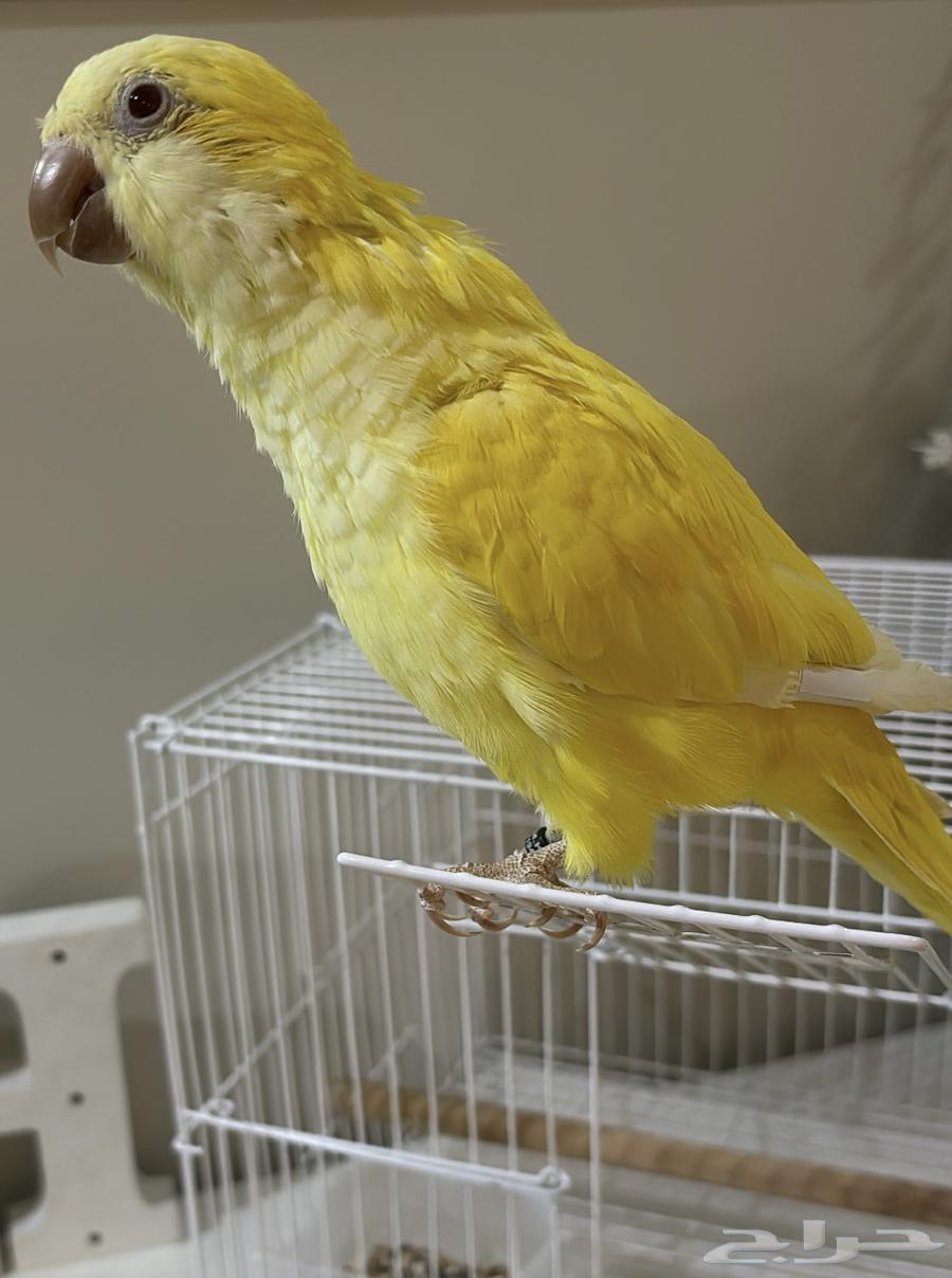 طير كويكر لاتينو للبيع64387313324161112