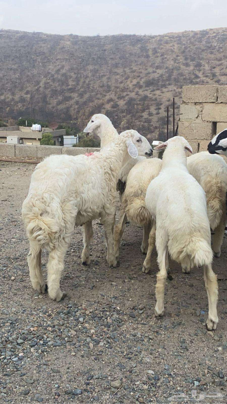 طليان للبيع64385873322241112