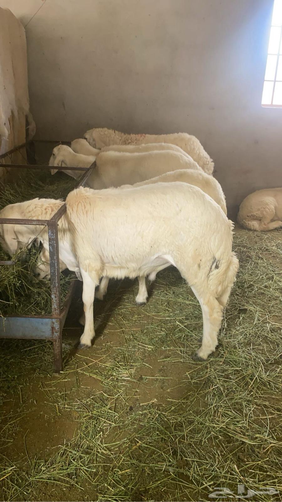 طليان للبيع64385873322241110