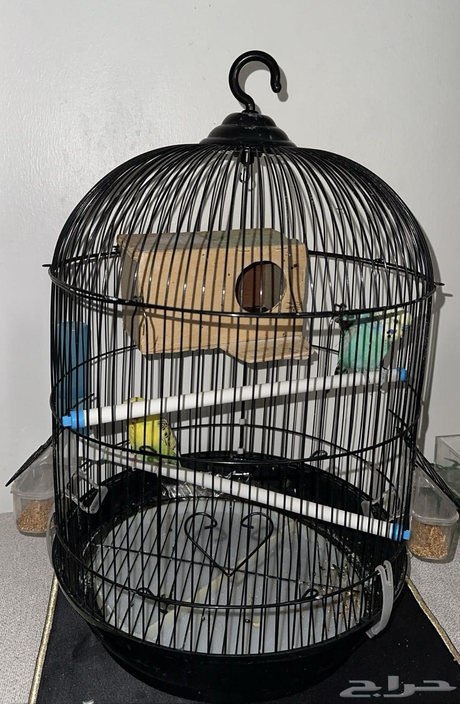 عصافير بادجي64381425133442110