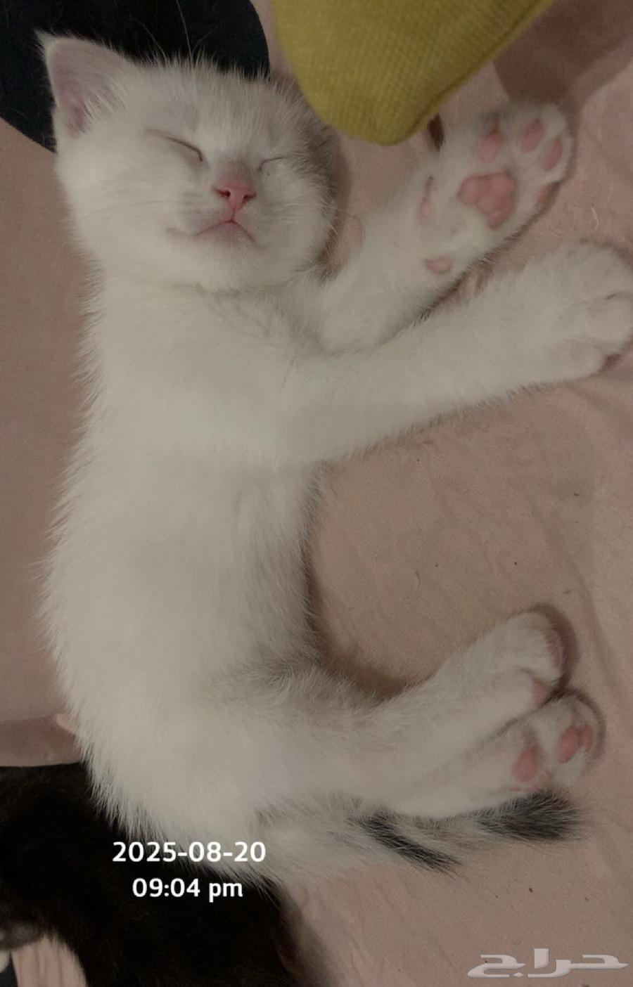 قطط للبيع64389364278659114