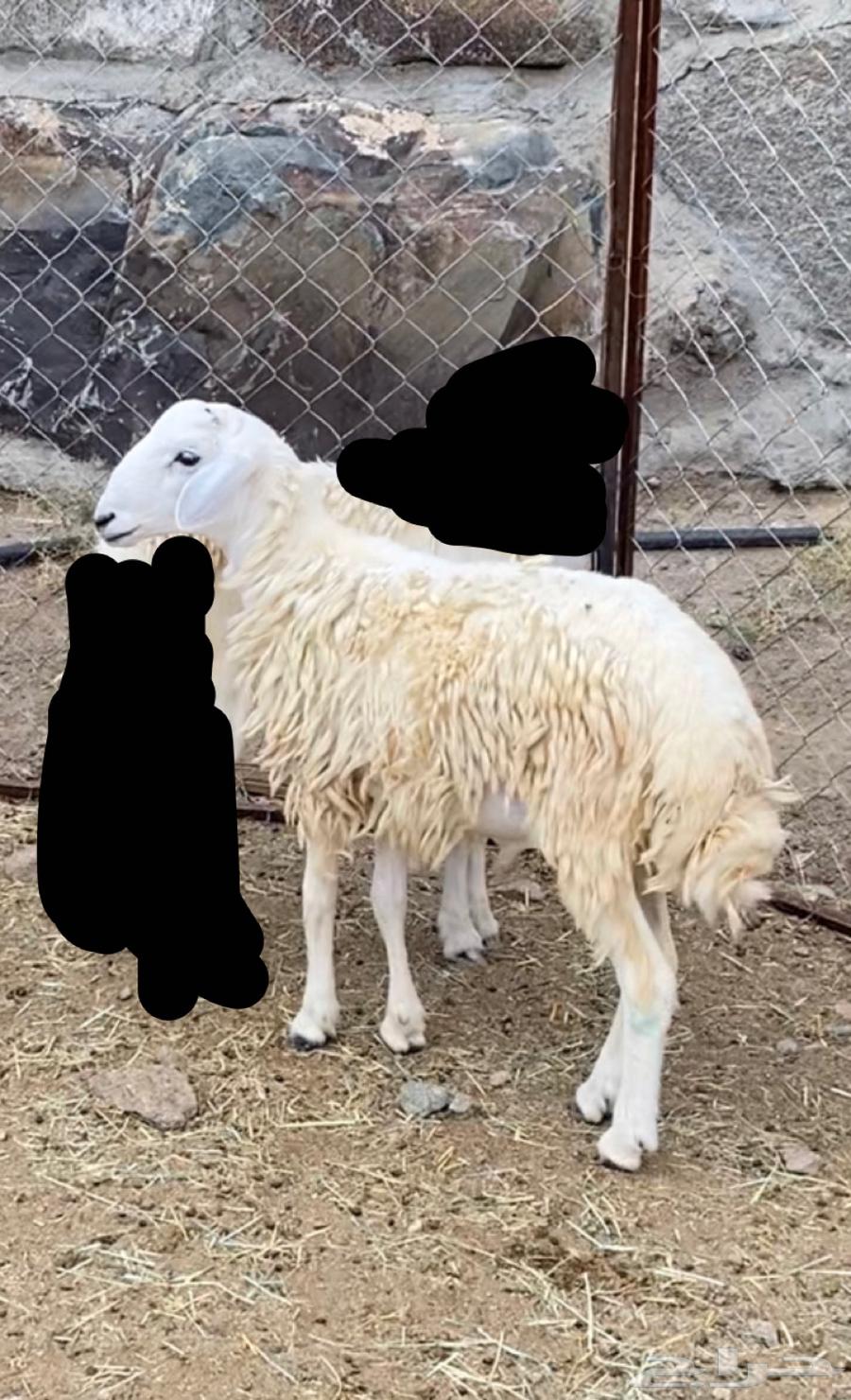 Grease coating and add condition64391673686146110