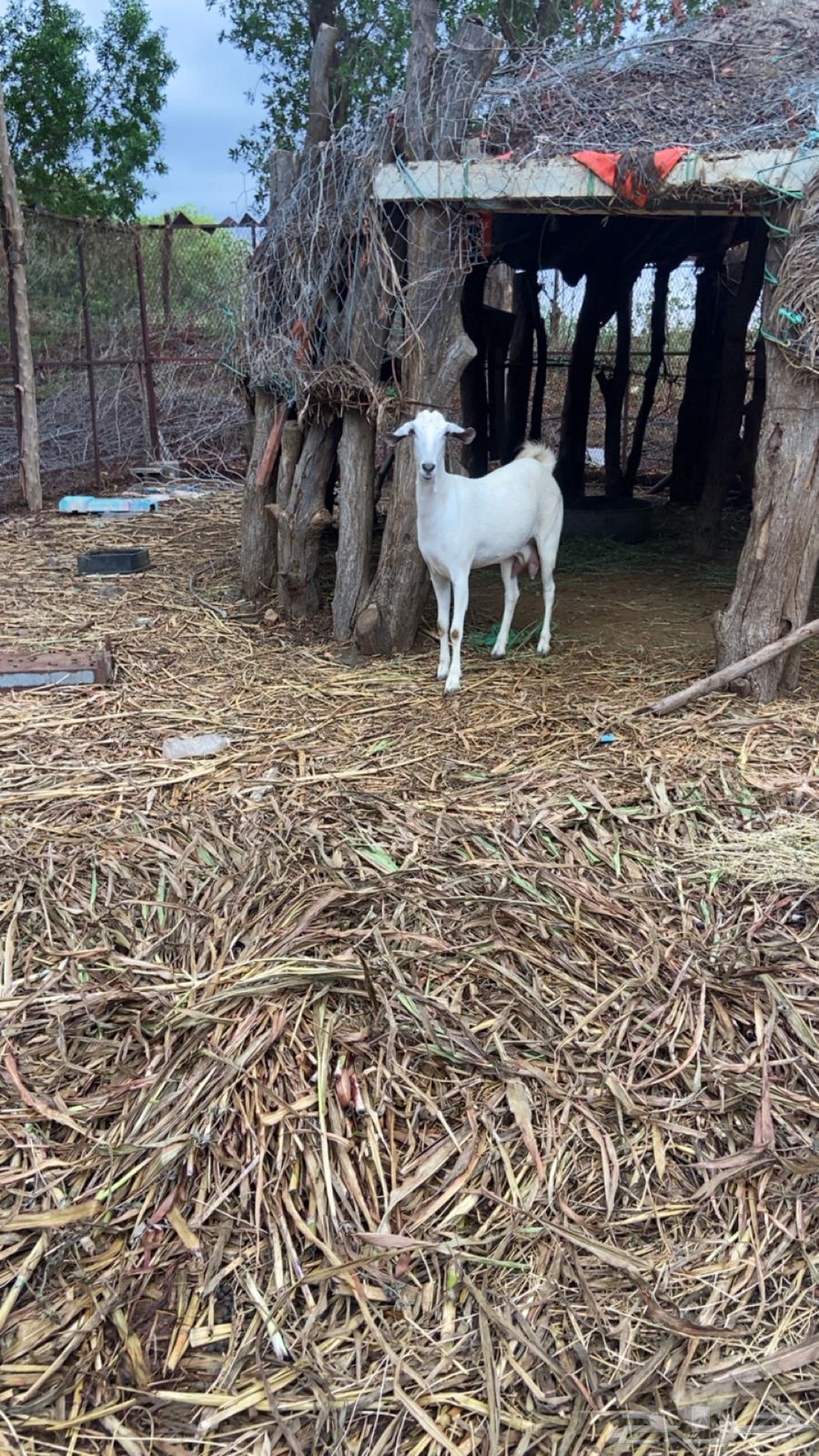 عنز بيشيه64383802066691113