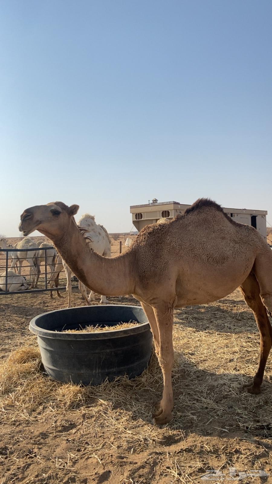 للبيع بكره تدخل لقيه اشتاء64380259817729111