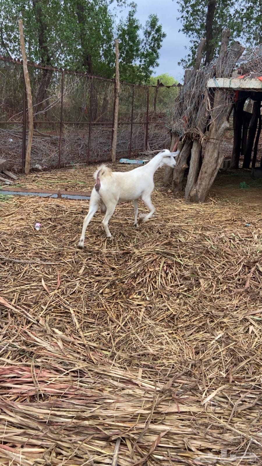 عنز بيشيه64383802066691112