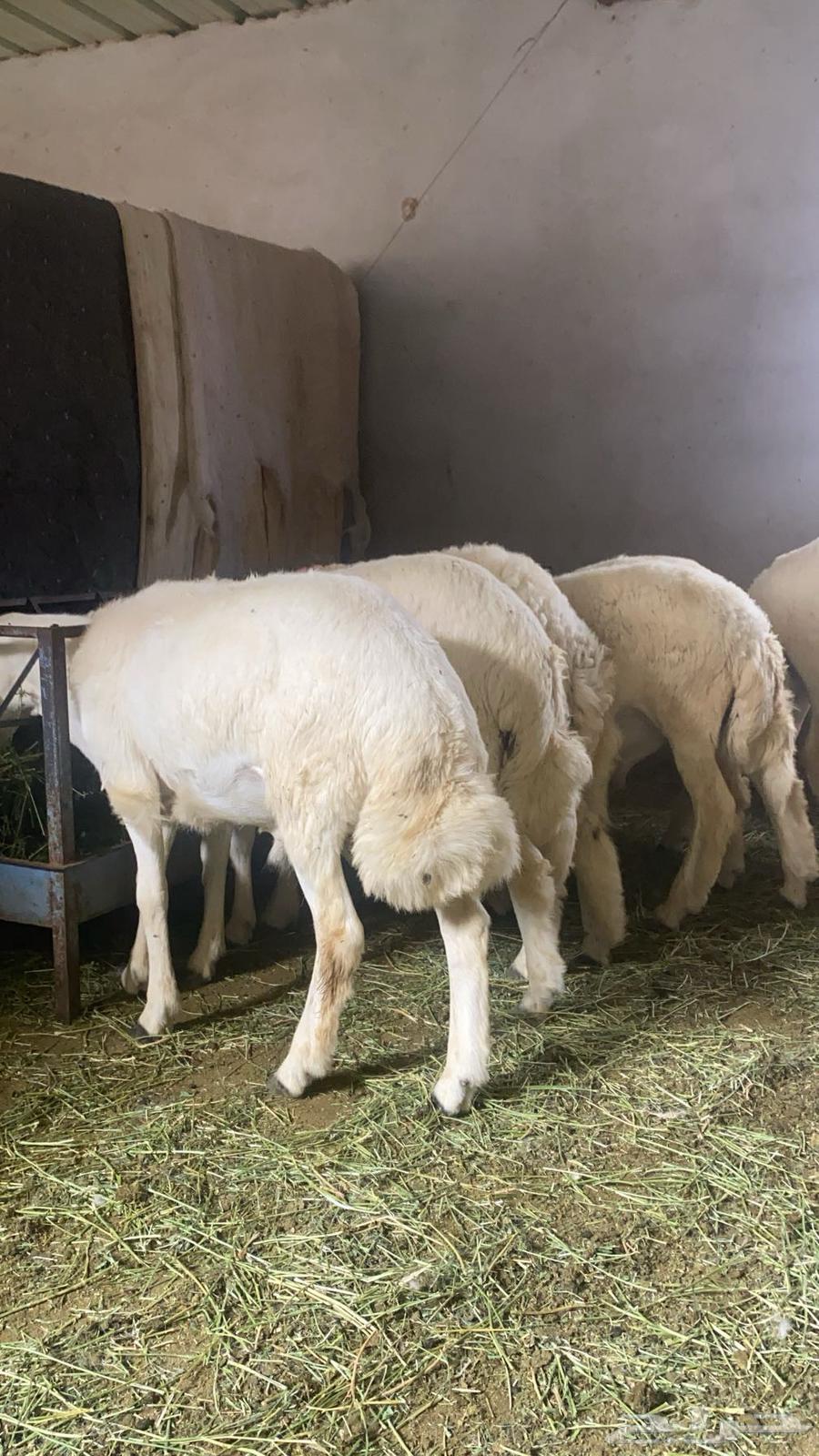 طليان للبيع64385873322241111