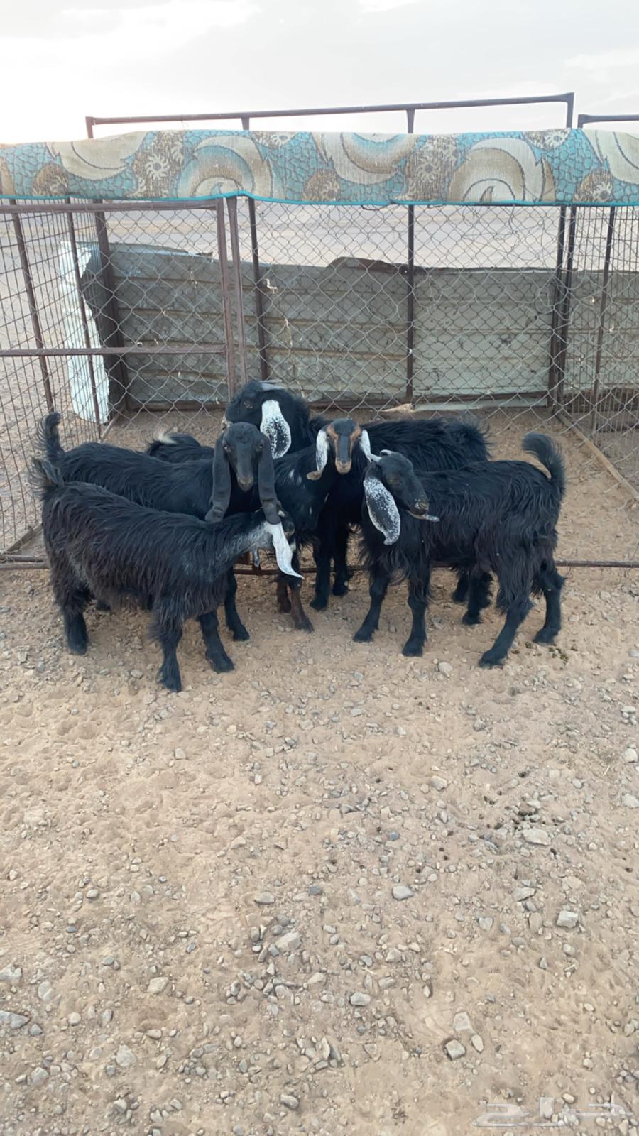 Bucks and Does64387967696514111