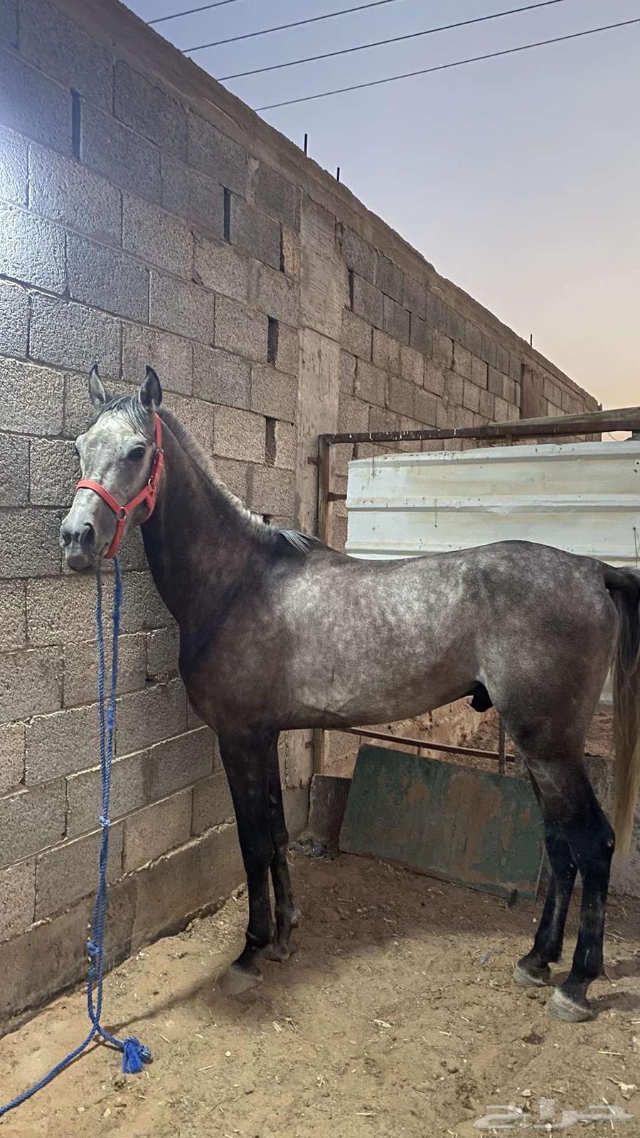 حصان شعبي64391701143427110