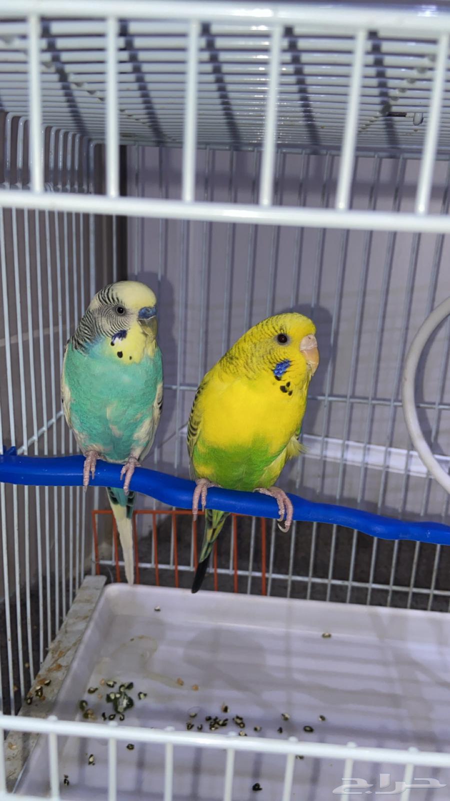 زوج ببغاء ومعه بيضتين64389031835650114