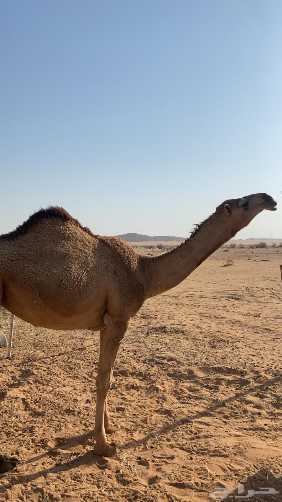 للبيع بكره تدخل لقيه اشتاء64380259817729112