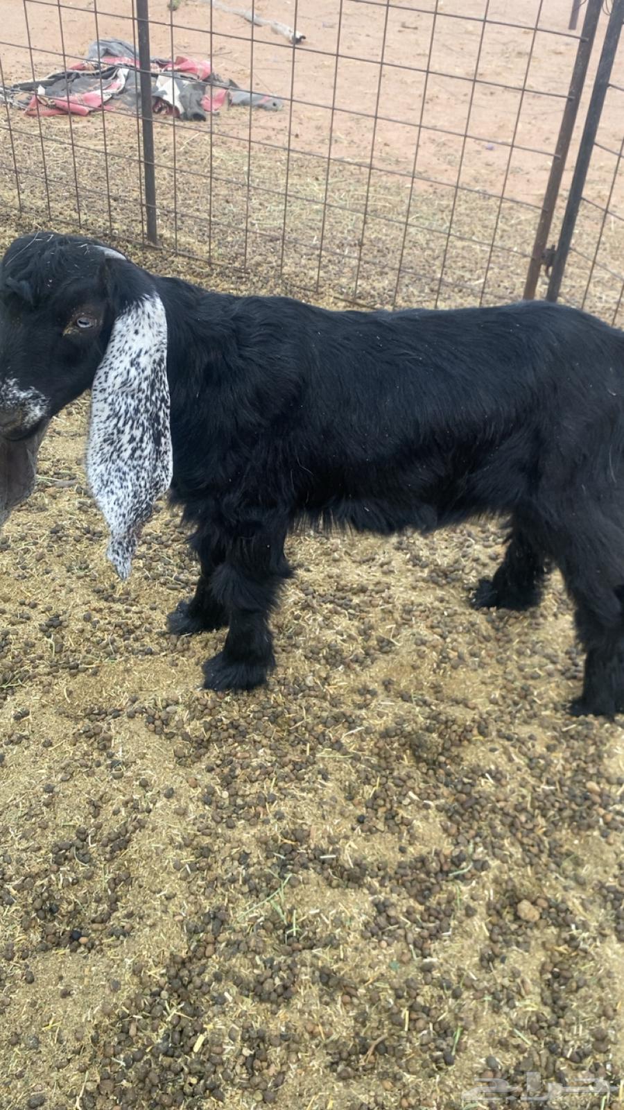 للبيع رخل و جفرها طيبات الحفره فوق الوسط ورخل مقفله شحم64387369372289111