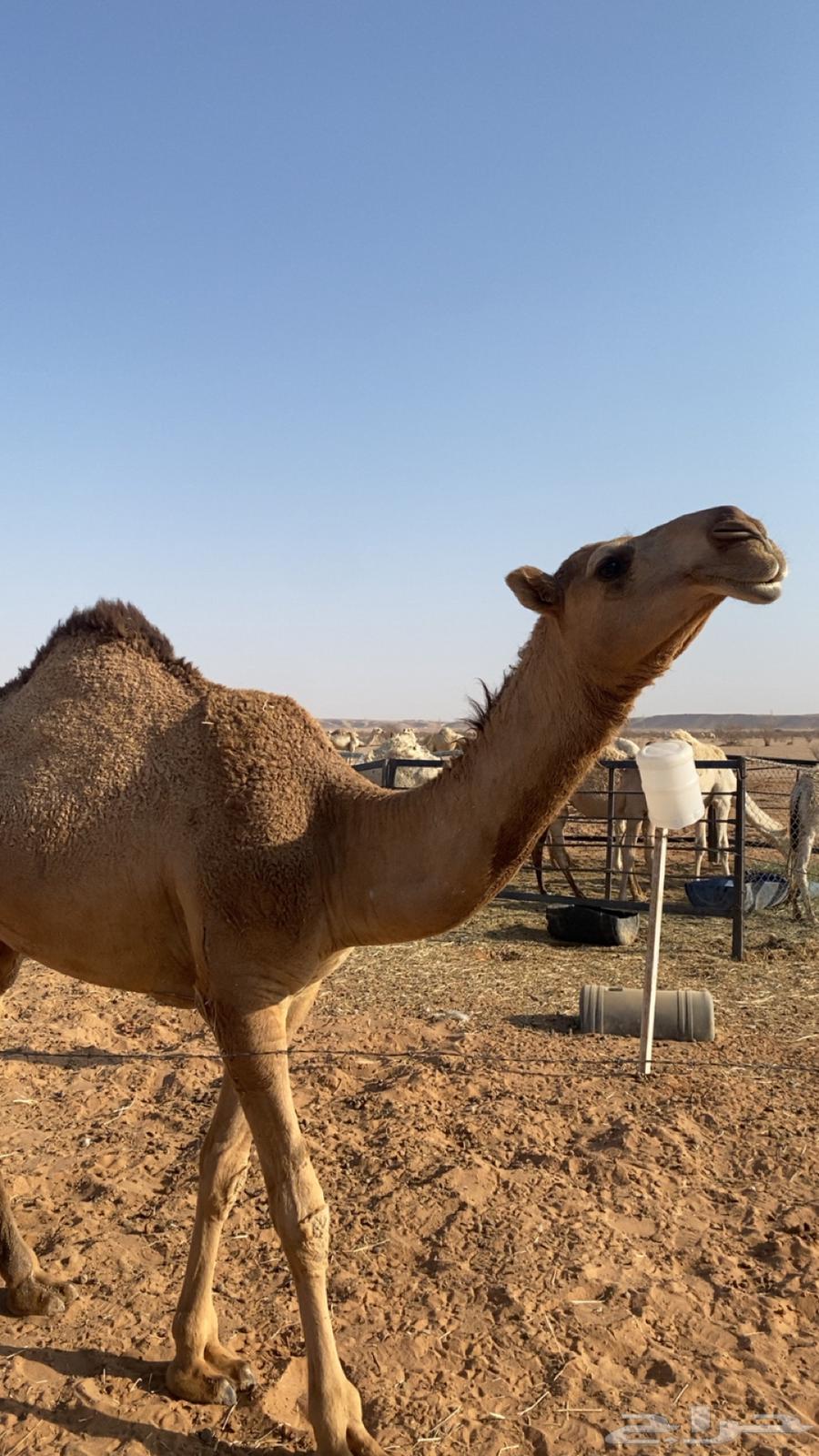 للبيع بكره تدخل لقيه اشتاء64380259817729110