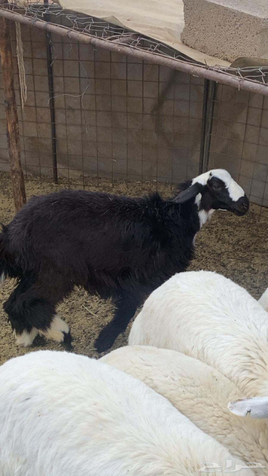 للبيع رخل و جفرها طيبات الحفره فوق الوسط ورخل مقفله شحم64387369372289110