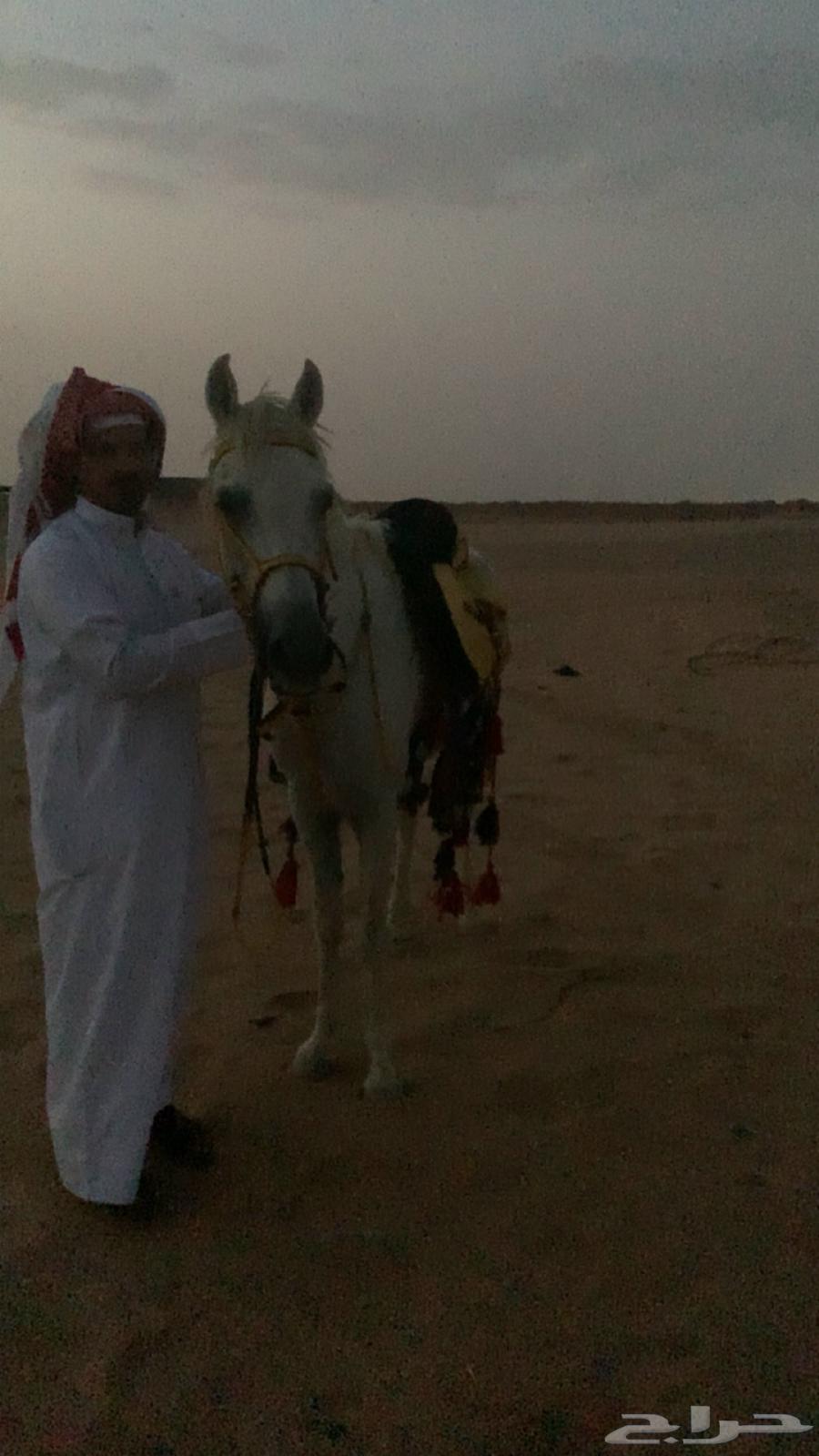 حصان كفو للبيع64382155680898112