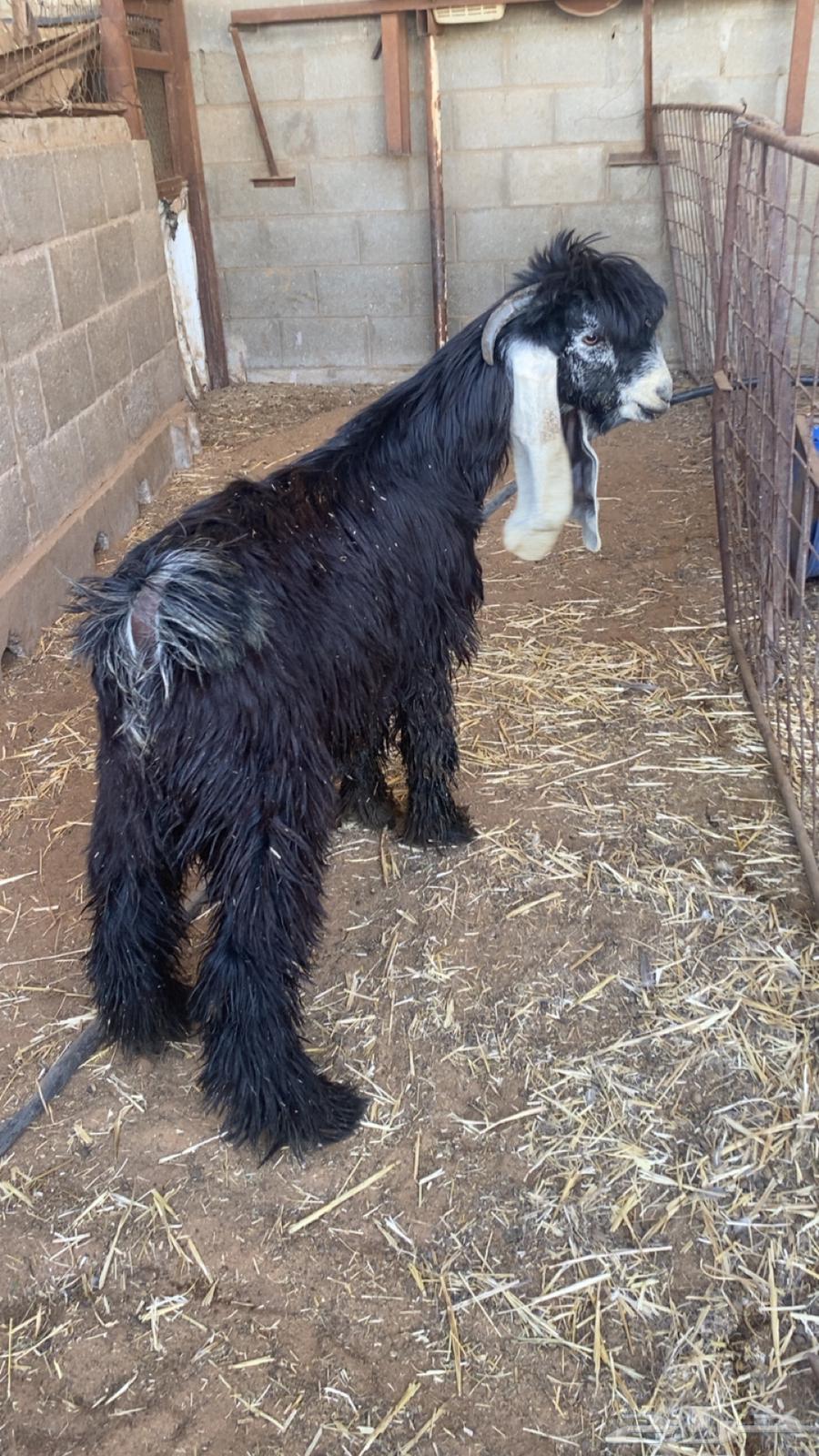 تيس عارضي عمره 4 شهور مشروع فحل64380580737921112