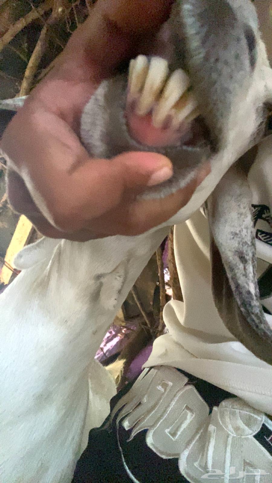 عنز بيشيه64383802066691111