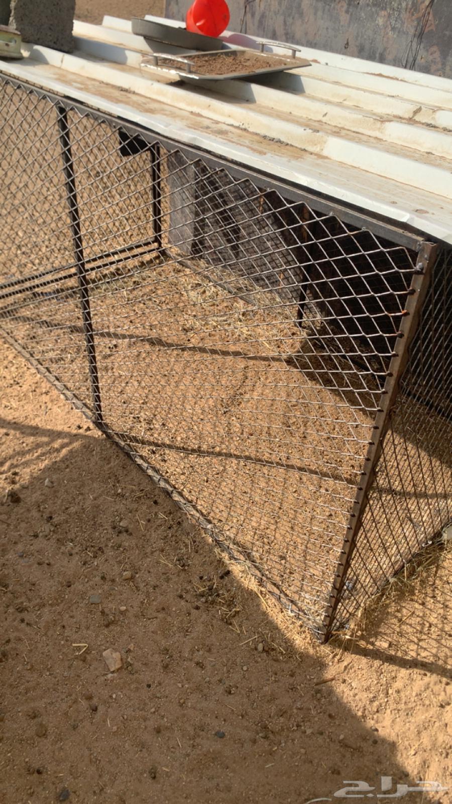 للبيع شبك64526982874498111