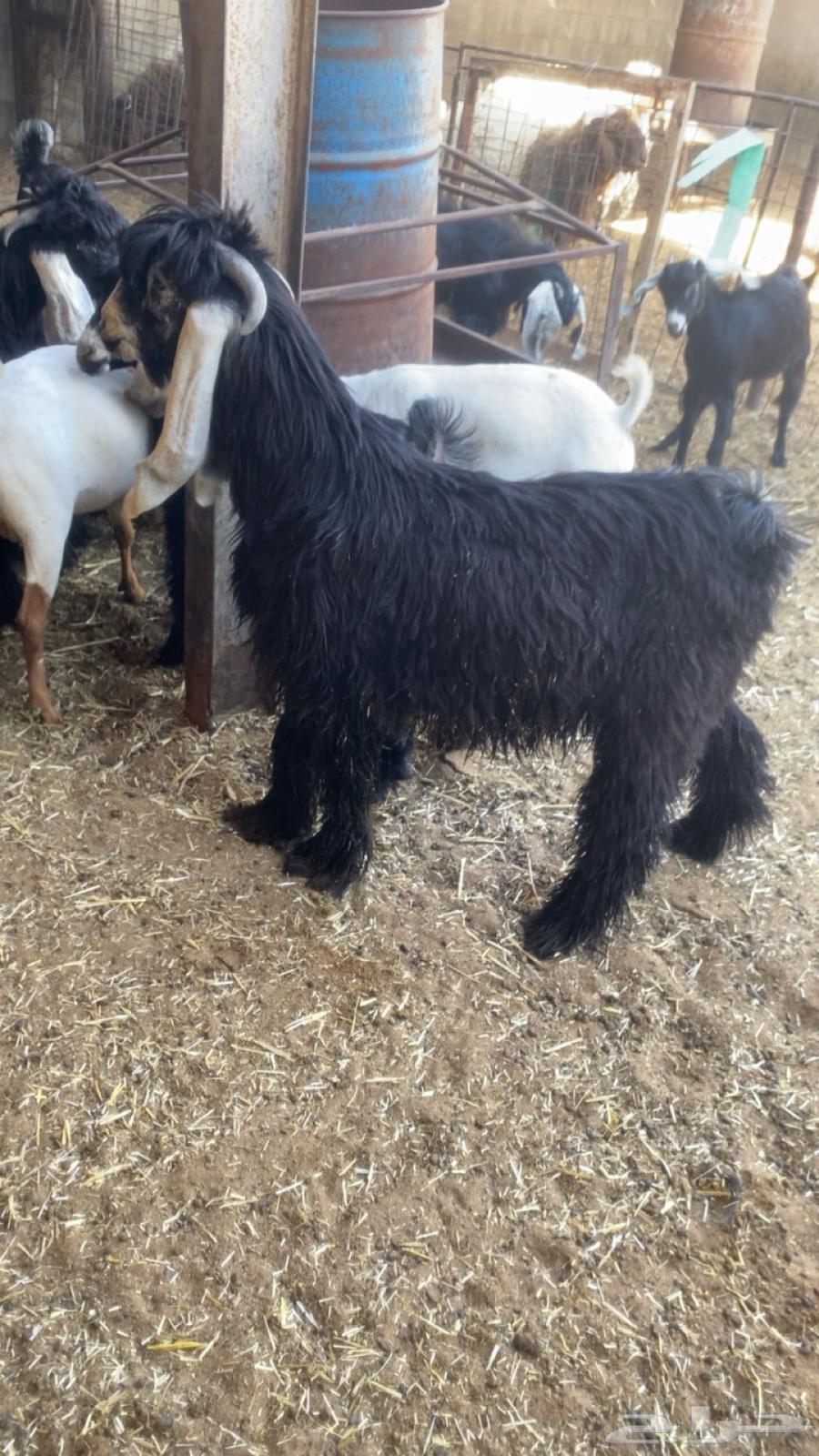 تيس عارضي عمره 4 شهور مشروع فحل64380580737921111