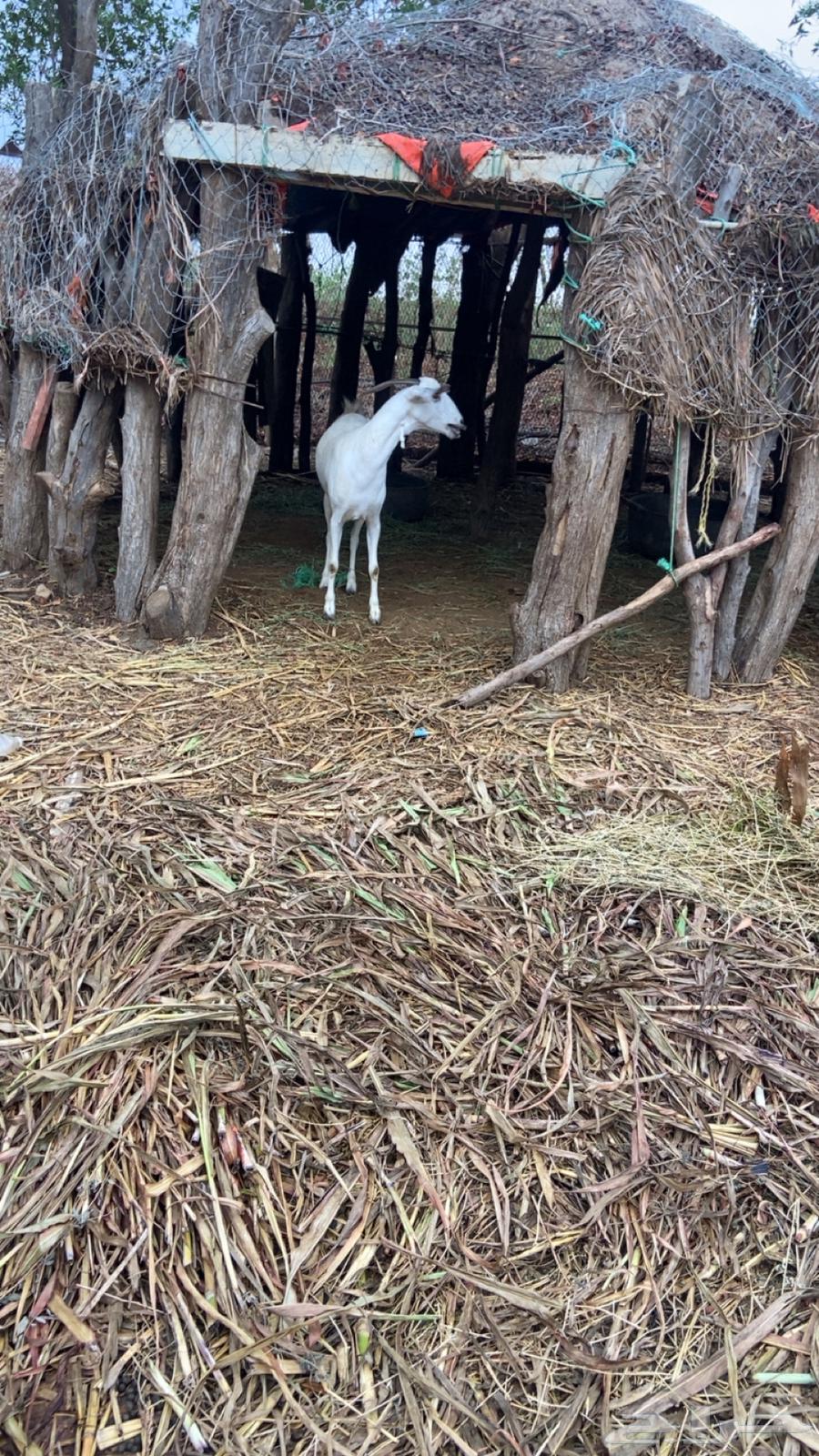 عنز بيشيه64383802066691114