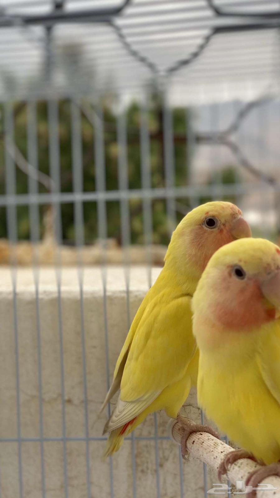 للبيع زوج روز64389640225026110