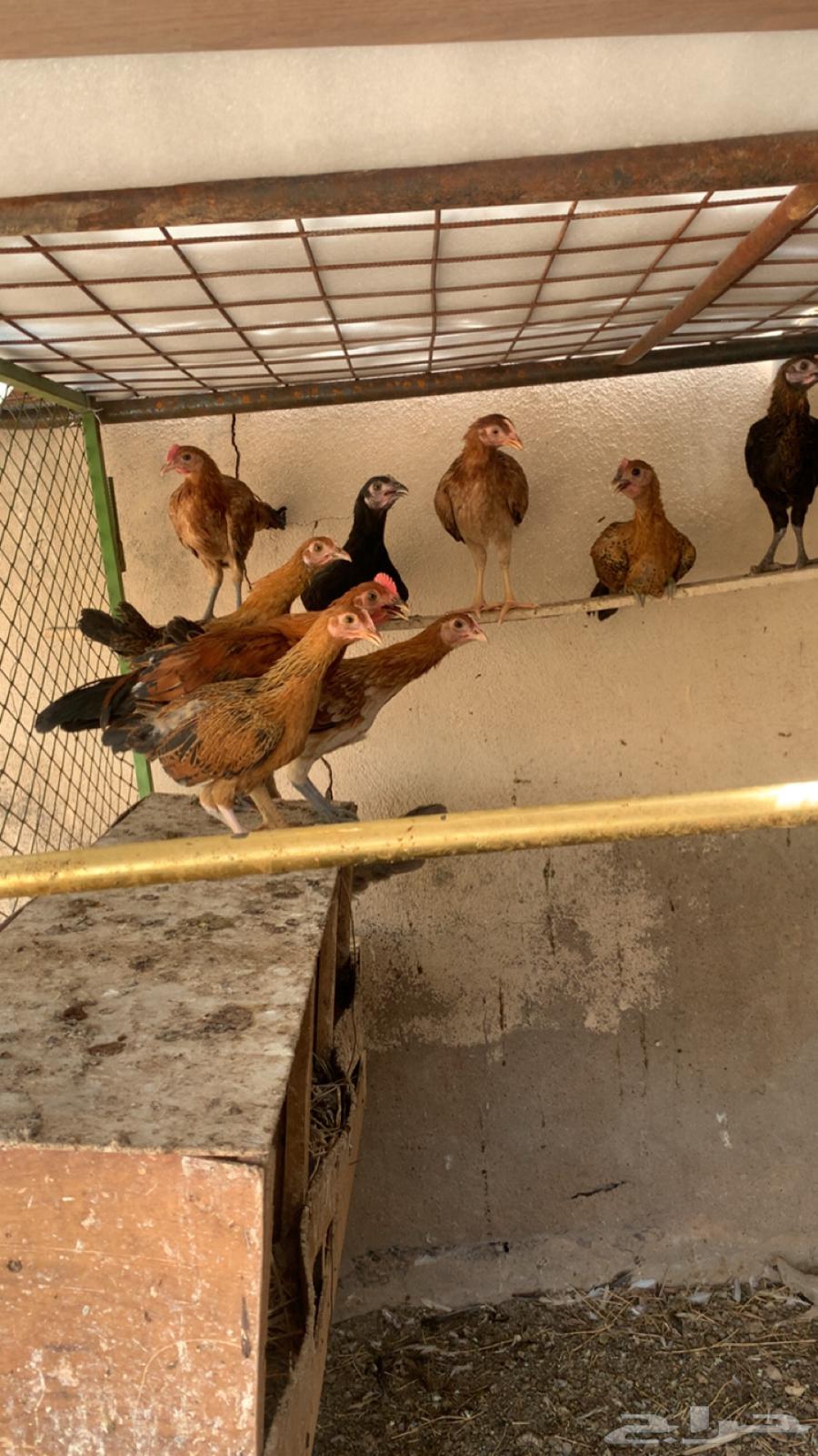 Chicken with 8 chicks64382955776002112