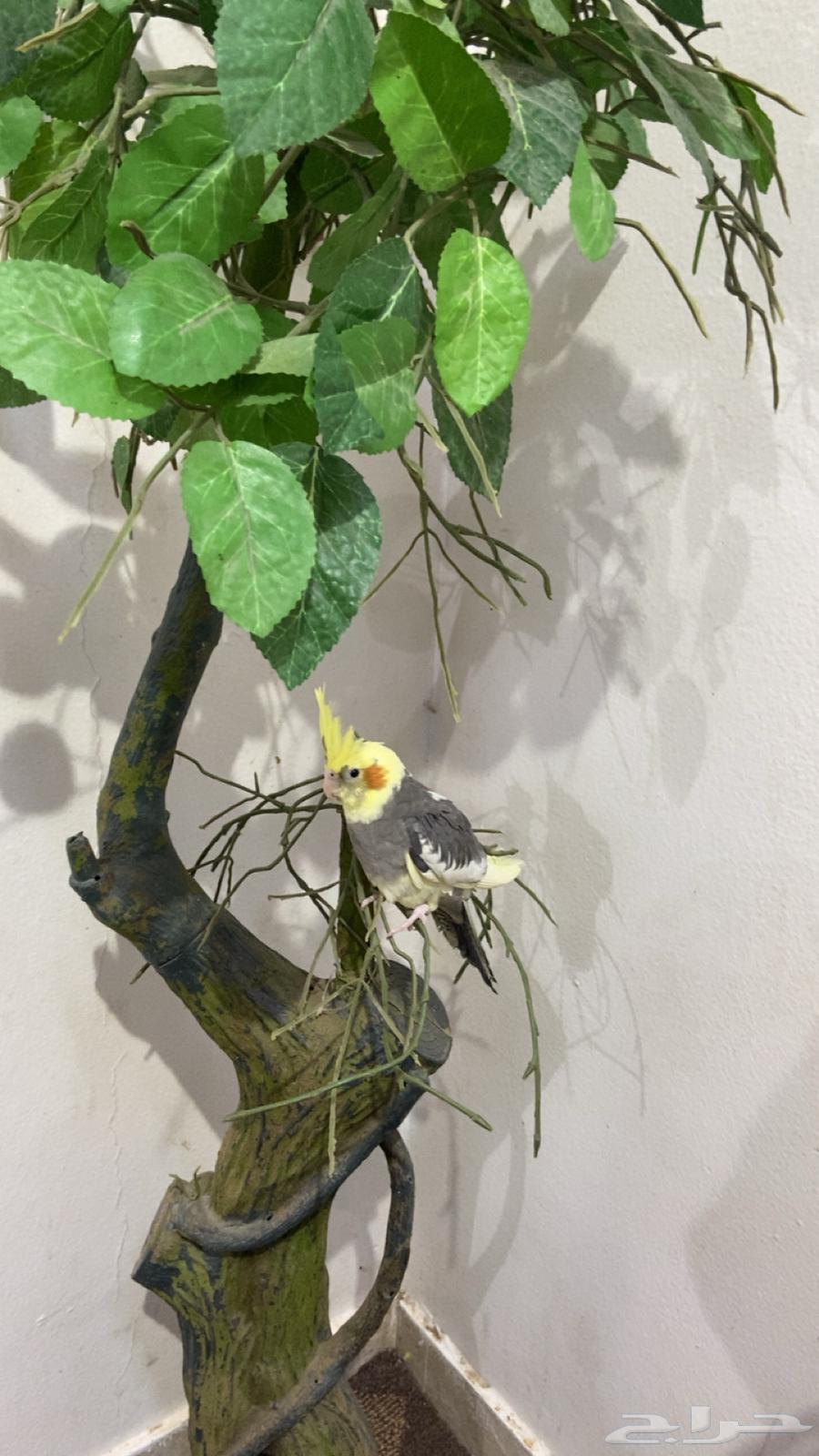 جوز كروان مع فرخ64380075462403110