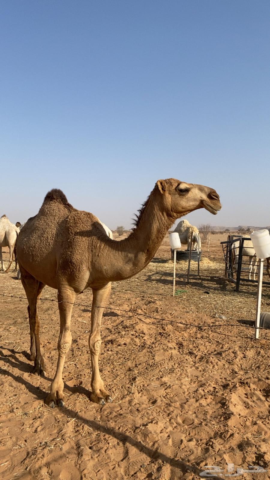 للبيع بكره تدخل لقيه اشتاء64380259817729113