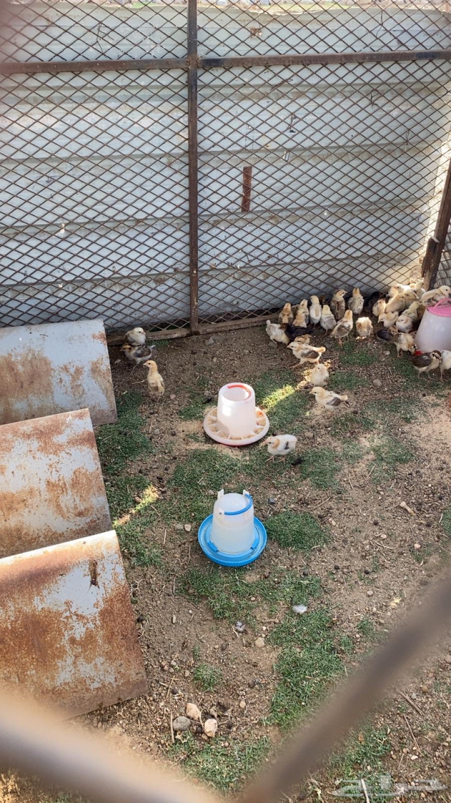 صيصان بلدي64423022358146110