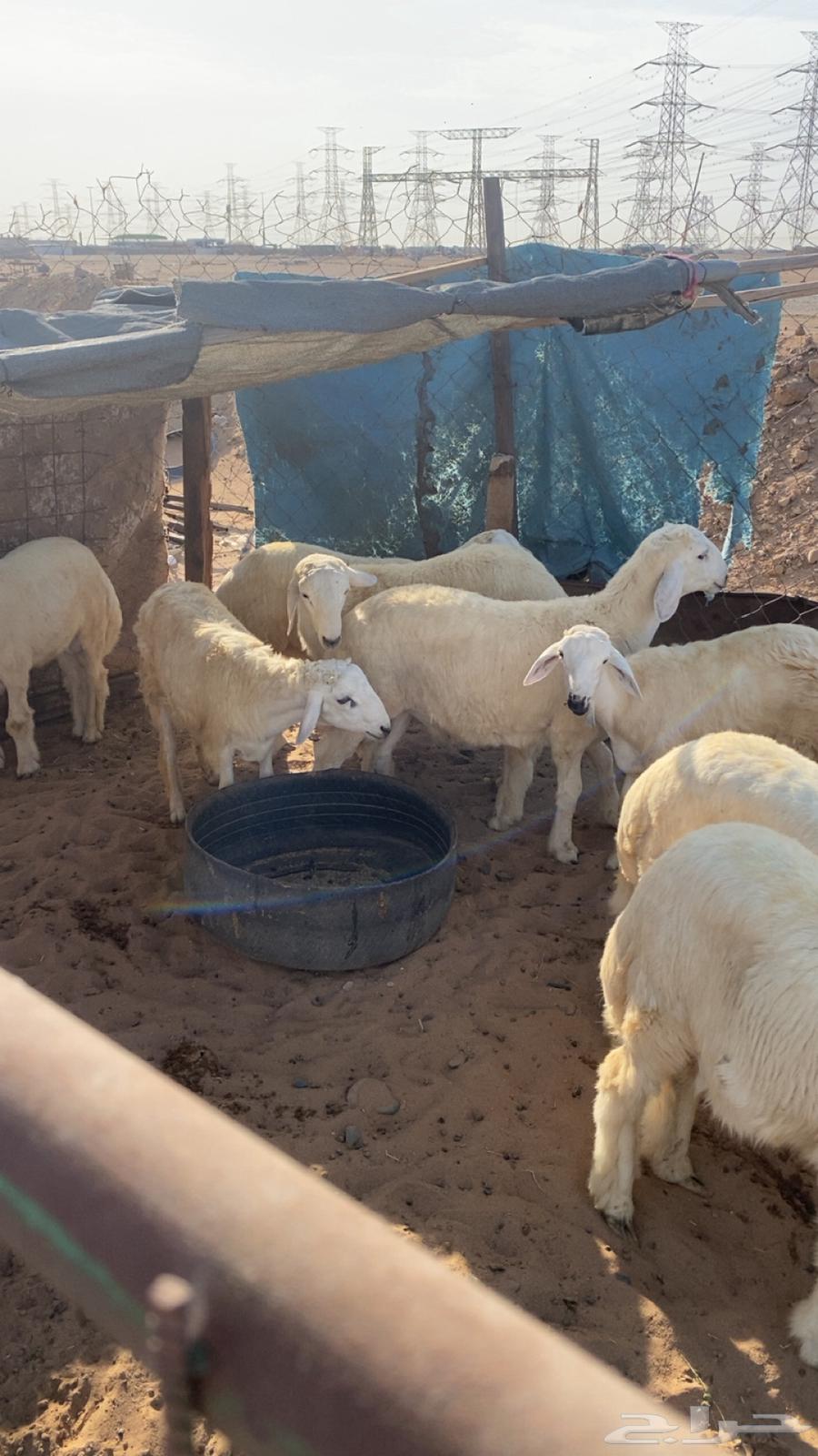 طليان العدد 1064381040969859113