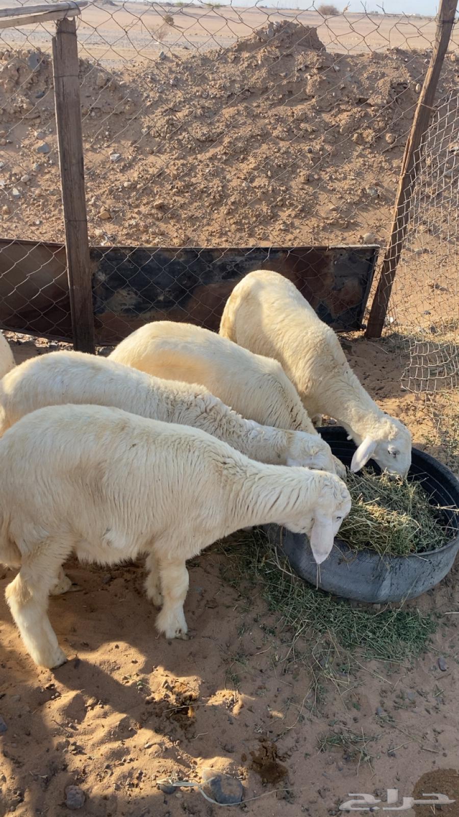 طليان العدد 1064381040969859111