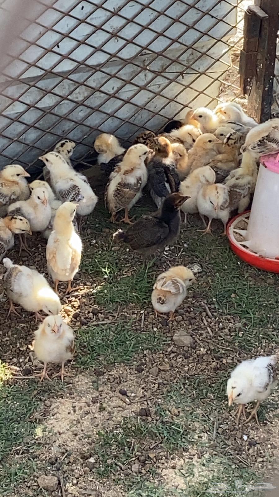 صيصان بلدي64423022358146111