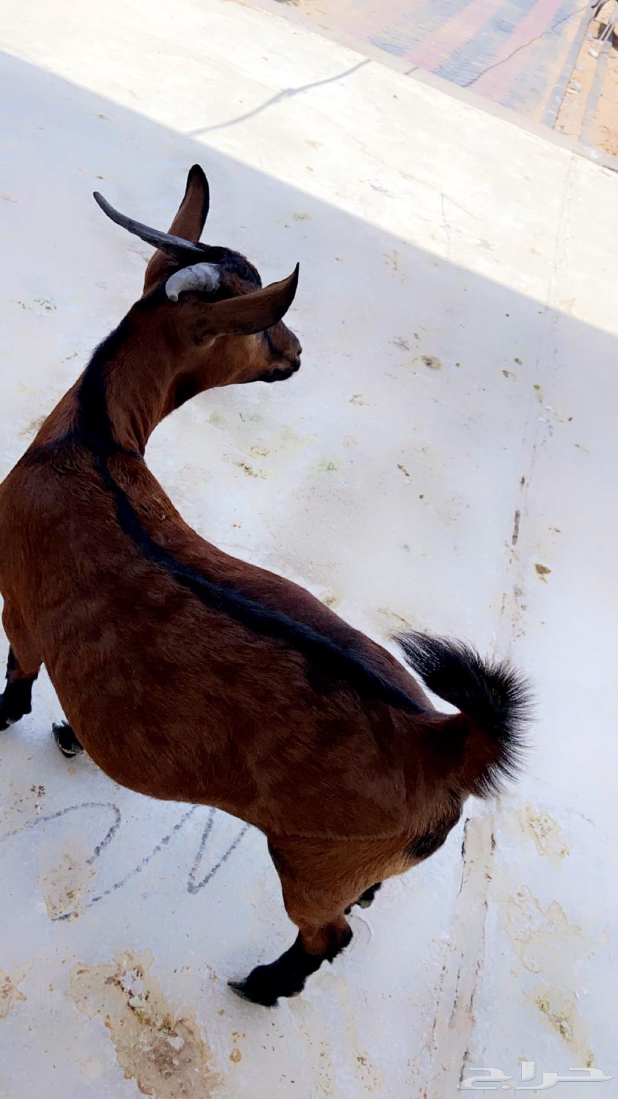 تيس جذع متربي ممتاز للبيع اعلى سوم64386877788419110