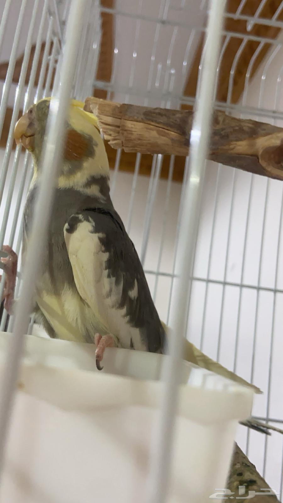 جوز كروان مع فرخ64380075462403111