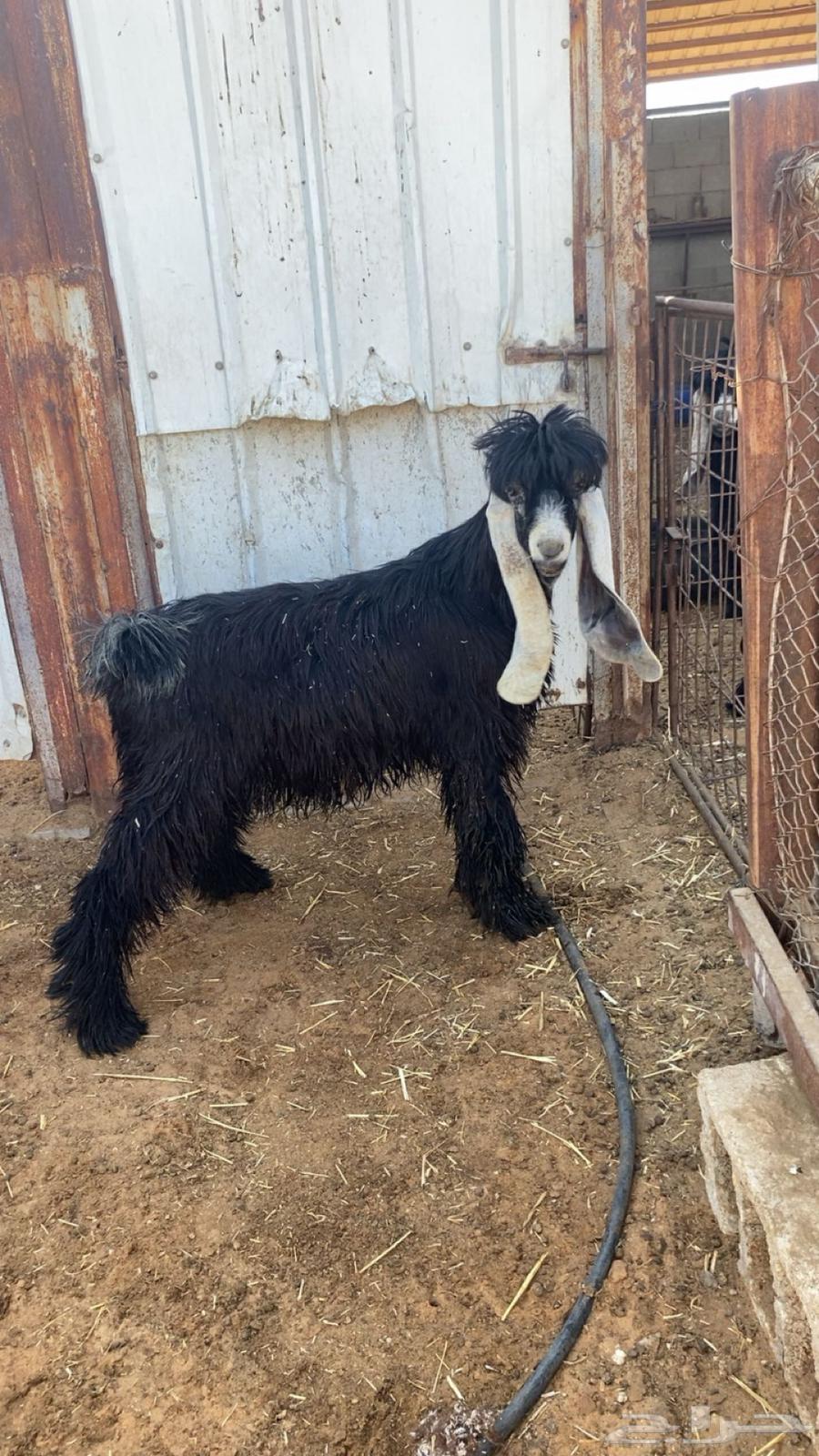 تيس عارضي عمره 4 شهور مشروع فحل64380580737921110