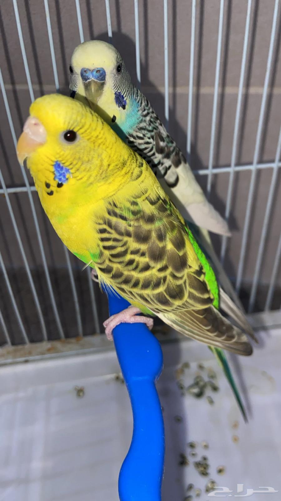 زوج ببغاء ومعه بيضتين64389031835650111