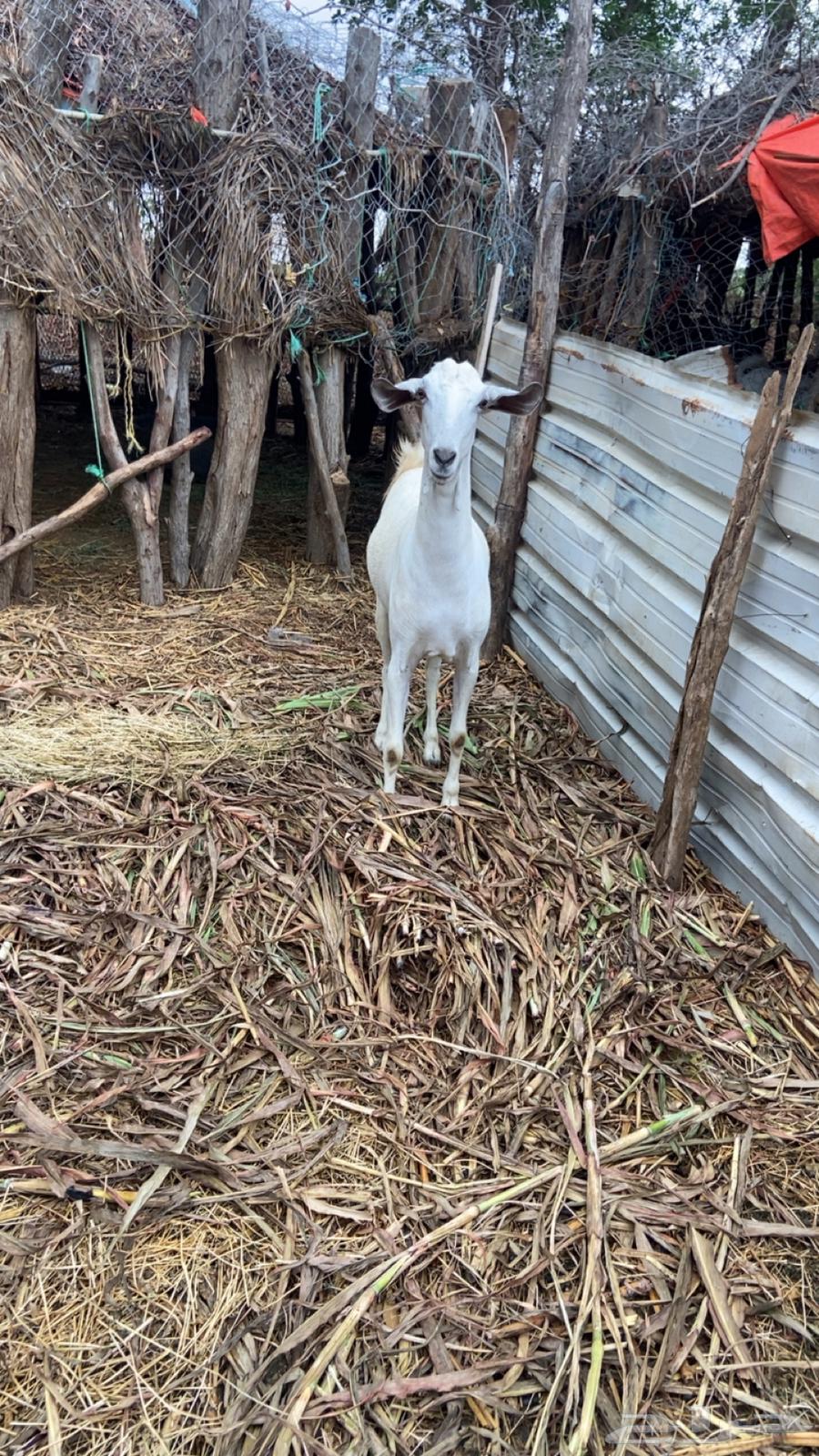 عنز بيشيه64383802066691110