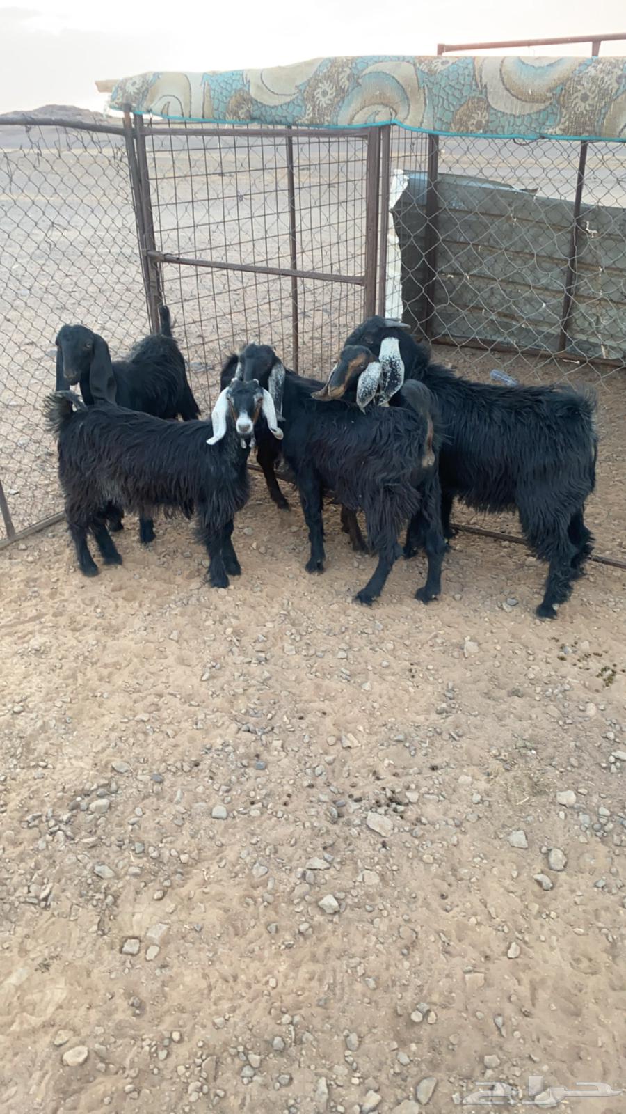 Bucks and Does64387967696514110