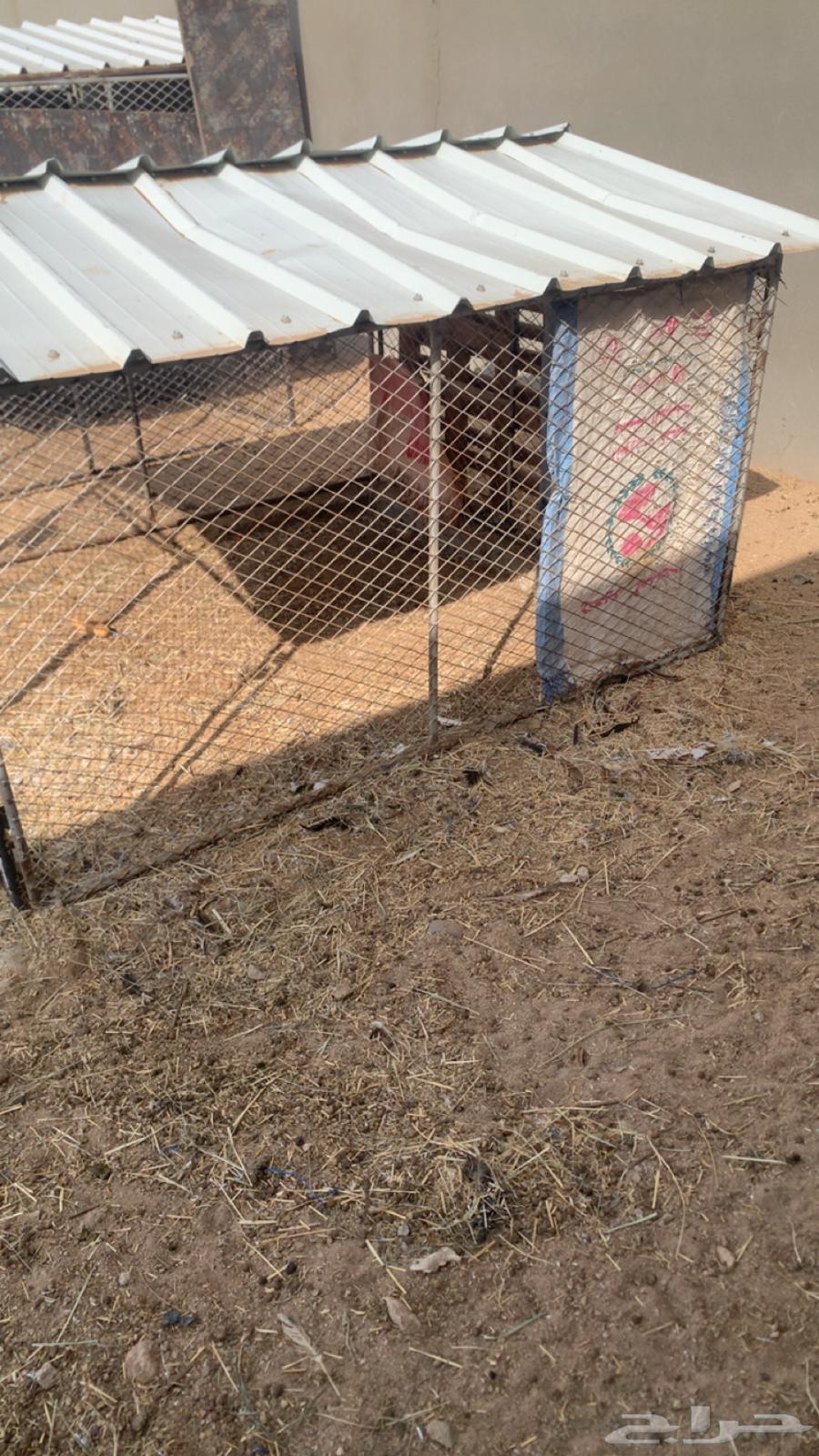 للبيع شبك64526982874498110