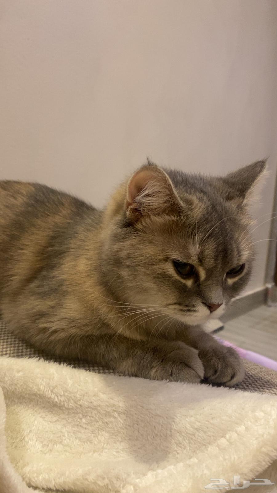قطط للبيع64381480415874110
