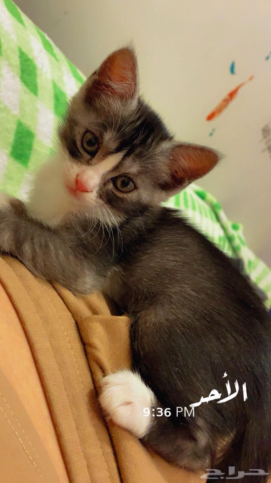 قطط للبيع64389364278659111