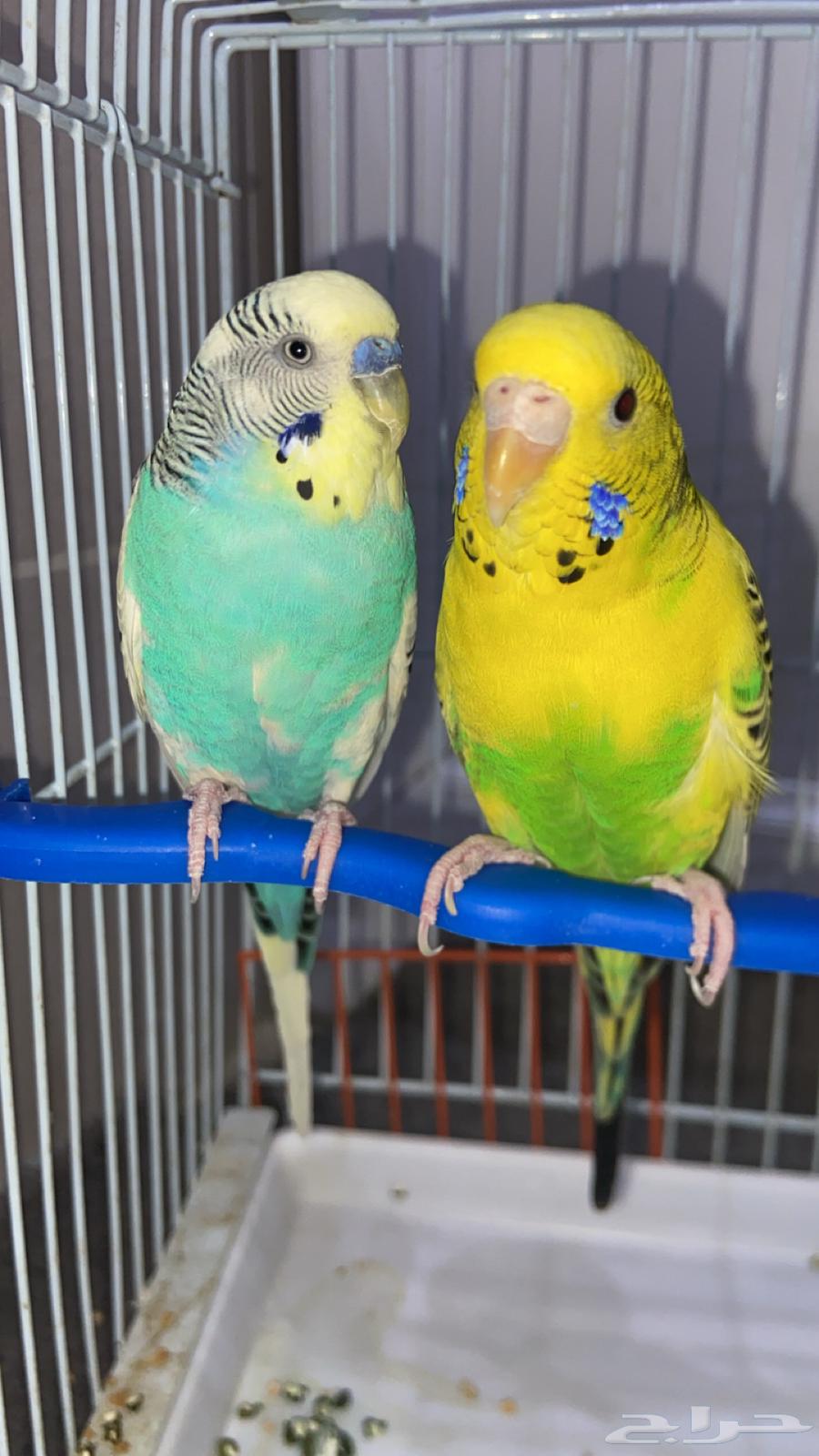 زوج ببغاء ومعه بيضتين64389031835650110